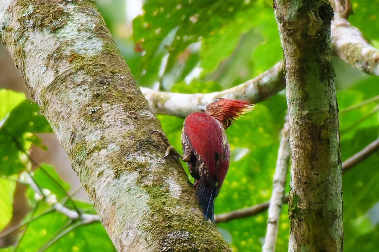 Banded Woodpecker (Chrysophlegma miniaceum), photo 7