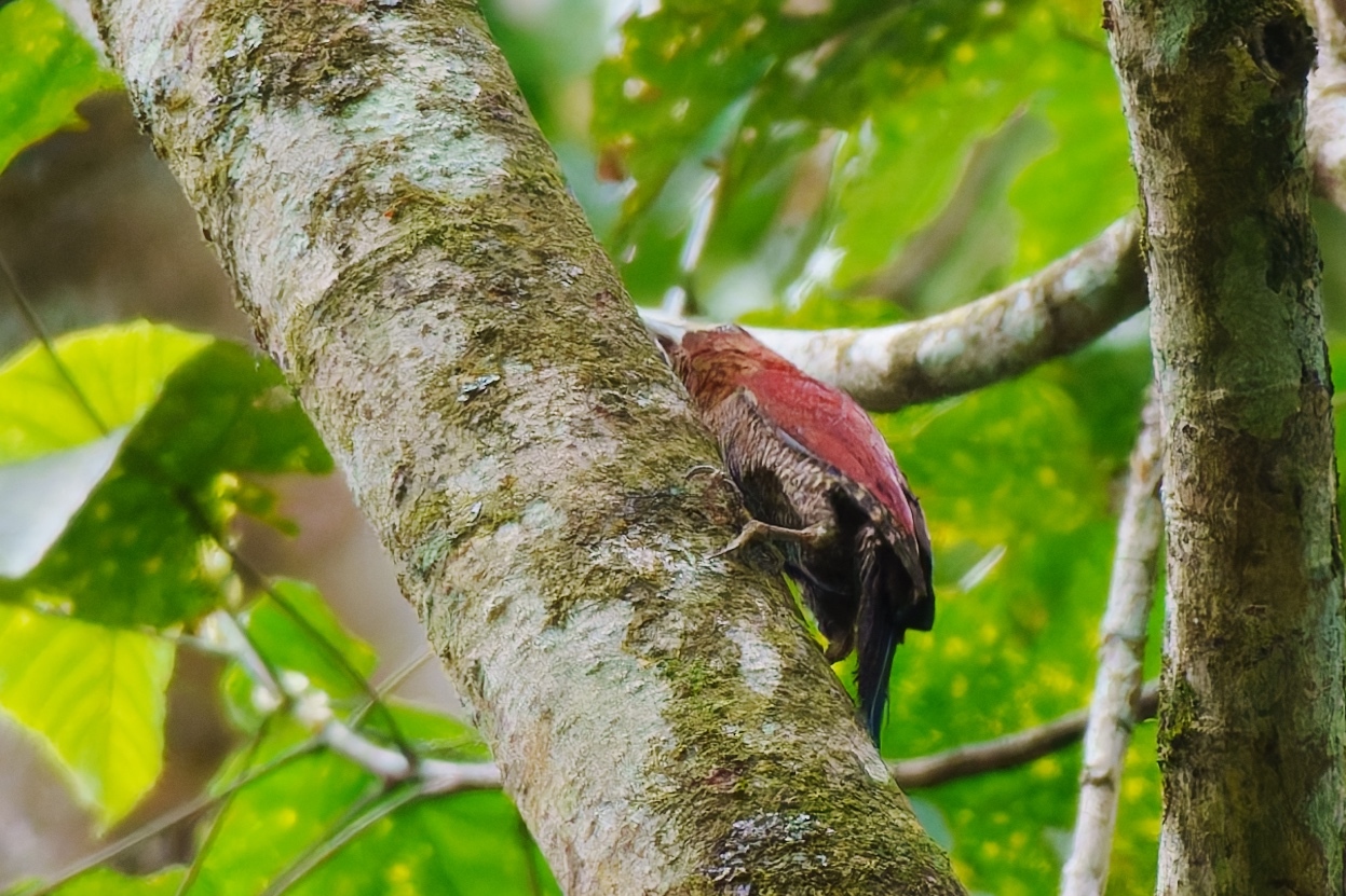 Banded Woodpecker (Chrysophlegma miniaceum), photo 9