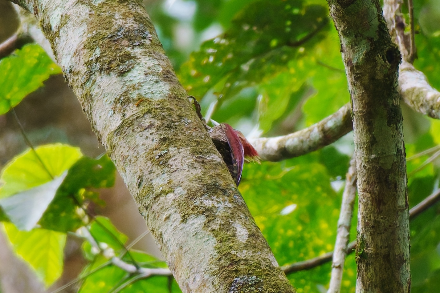 Banded Woodpecker (Chrysophlegma miniaceum), photo 10