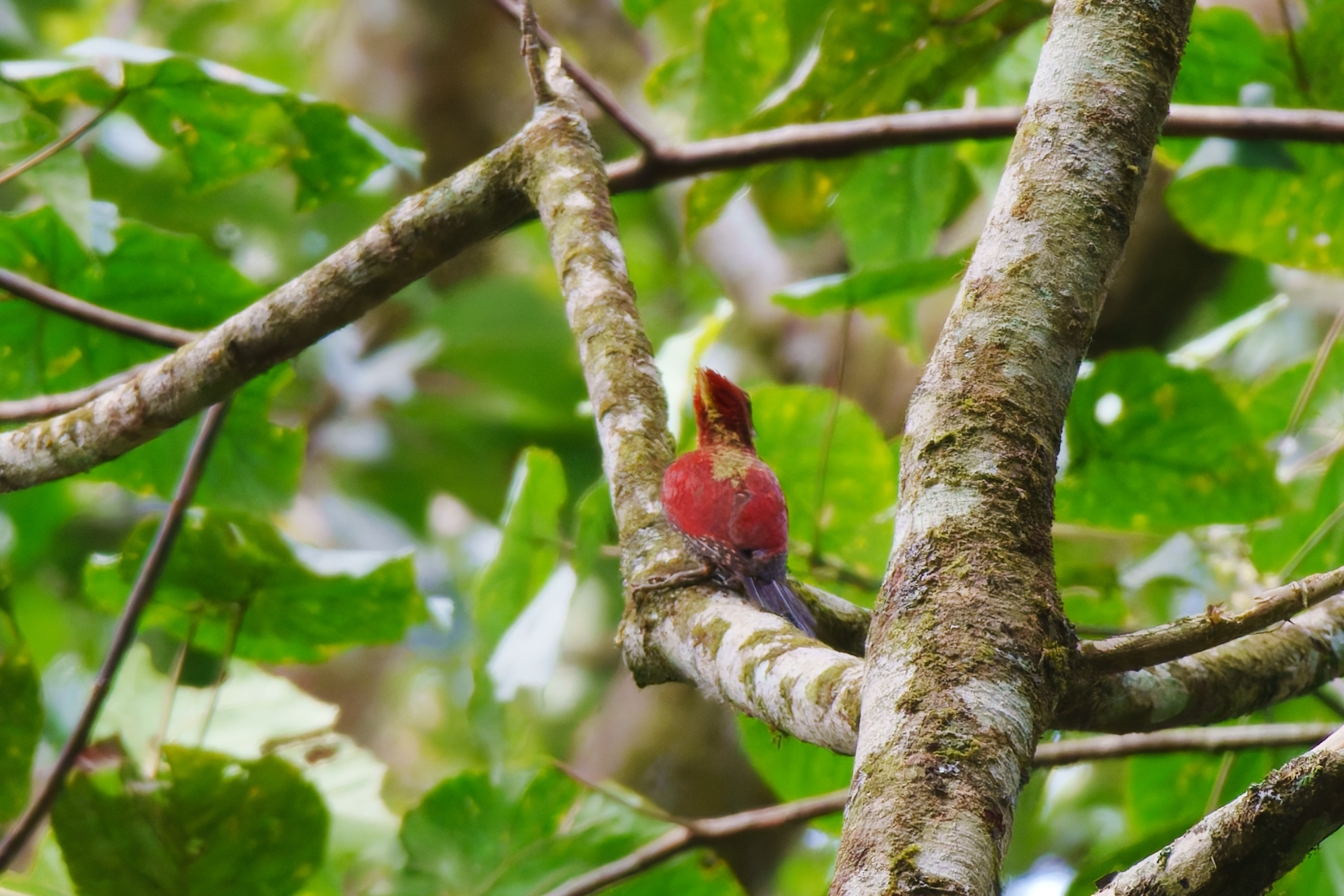 Banded Woodpecker (Chrysophlegma miniaceum), photo 8