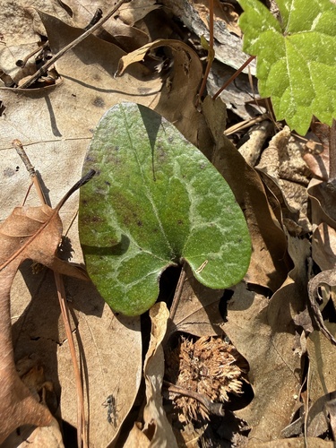 Variableleaf Heartleaf (Asarum lewisii)