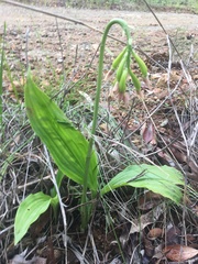 Eulophia cernua