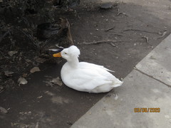 Anas platyrhynchos domesticus
