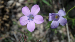 Gilia flavocincta
