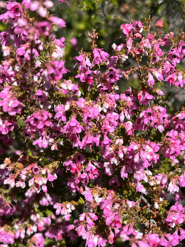 Blackcrown Heath (Erica melanthera)