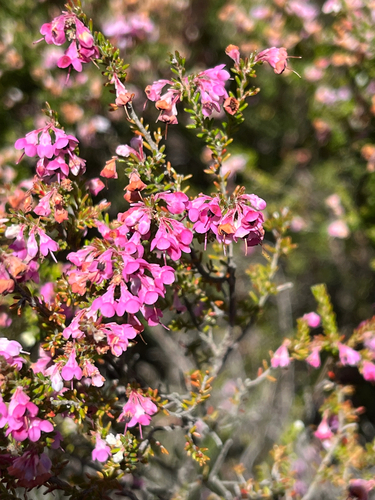 Erica melanthera, photograph 2