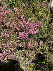 Erica melanthera, photograph (c) Dave U, some rights reserved (CC BY-SA)