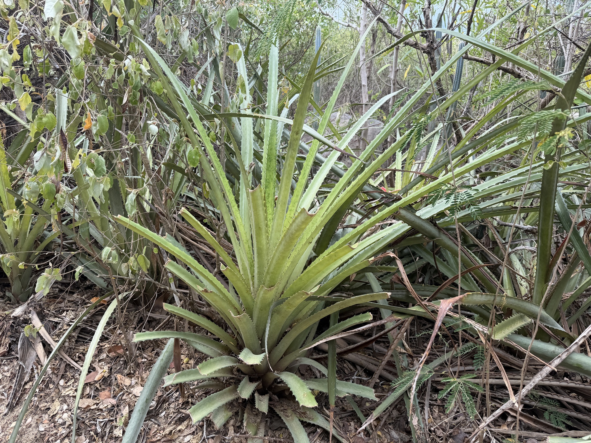 Piñuela (Bromelia pinguin)