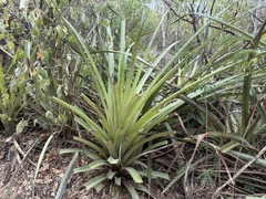 Piñuela (Bromelia pinguin)
