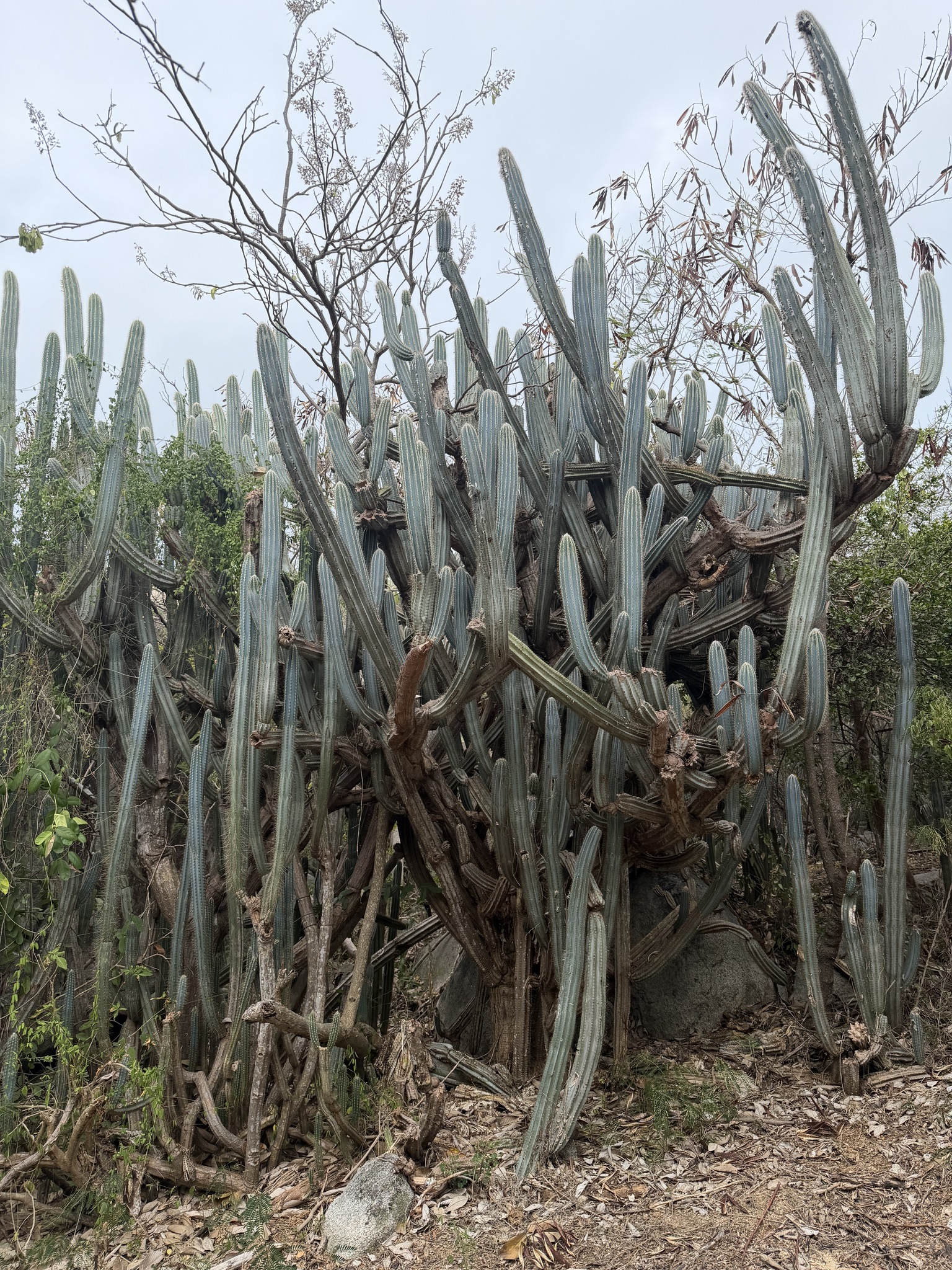 Pilosocereus armatus