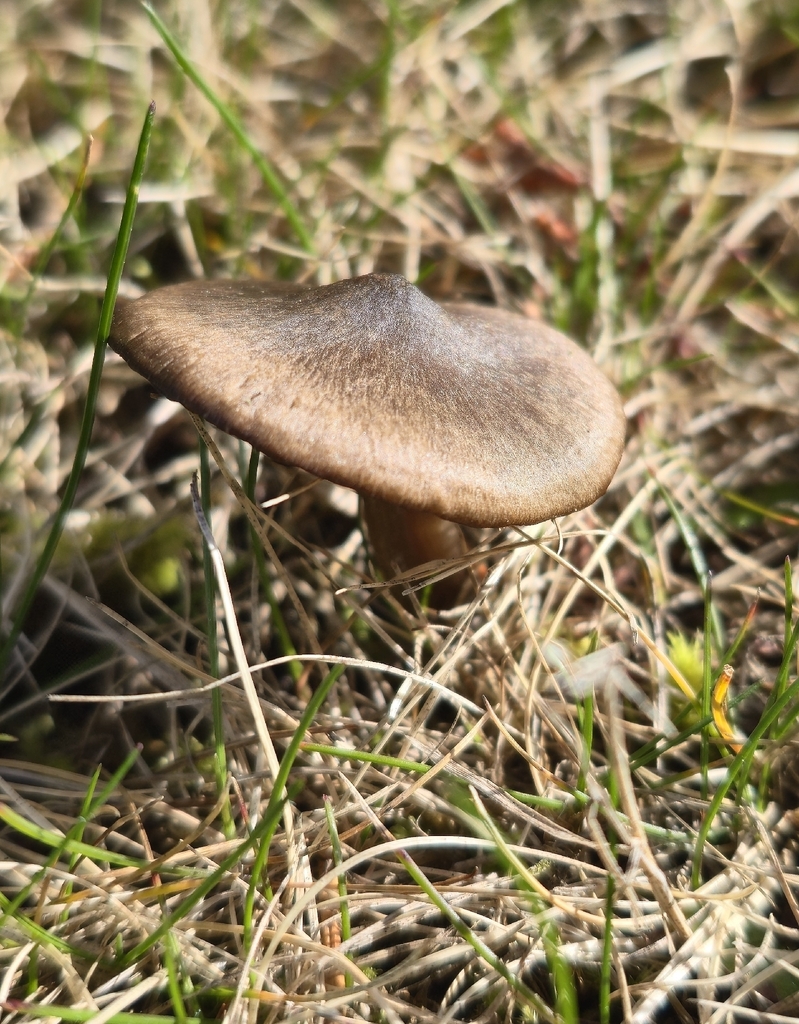 Nolanea edulis concentrica · March 2026 · photo: © leannestacy (iNaturalist, cc0)