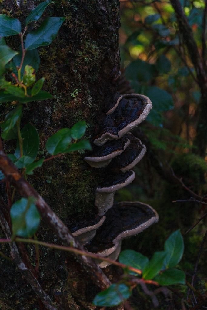 Fomitopsis ochracea · March 2026 · photo: © coreonysis (iNaturalist, cc-by-sa)