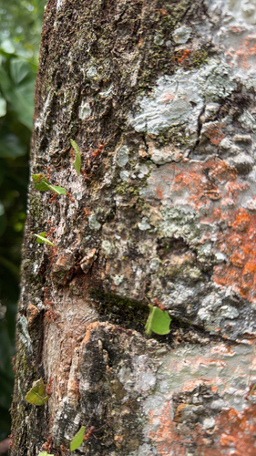 Hairy-headed leafcutter ant
