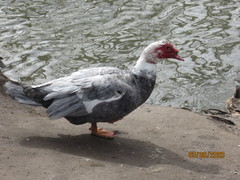 Cairina moschata domestica