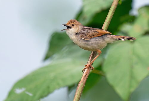 iNaturalist image