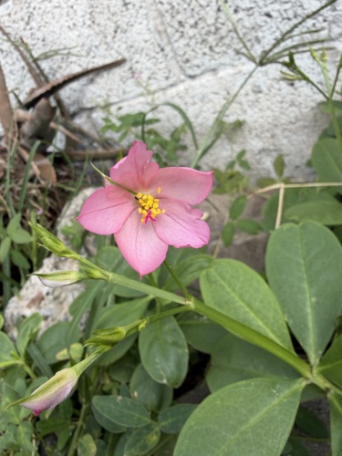 Philippine spinach (Talinum fruticosum)