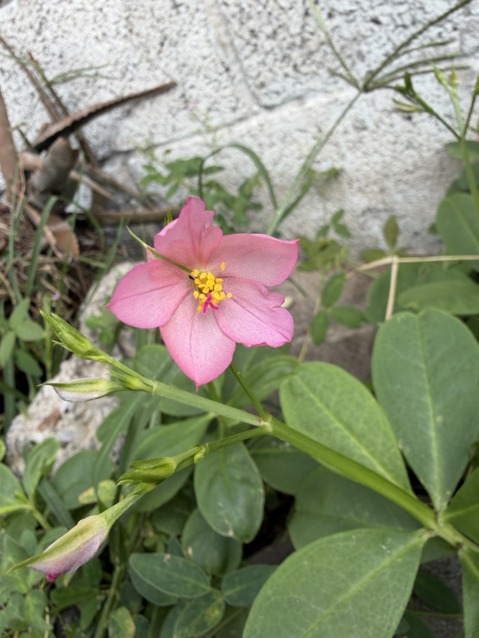 Philippine Spinach (Talinum fruticosum)