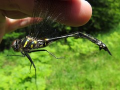 Somatochlora elongata