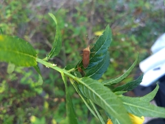 Chondrocera laticornis