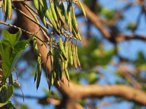 Erythrina poeppigiana