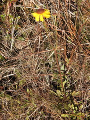 Helenium brevifolium