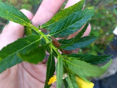 Chondrocera laticornis