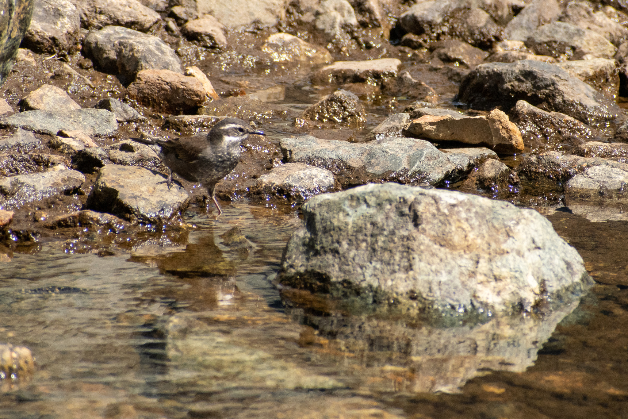 Grey-flanked Cinclodes (Cinclodes oustaleti), photo 4