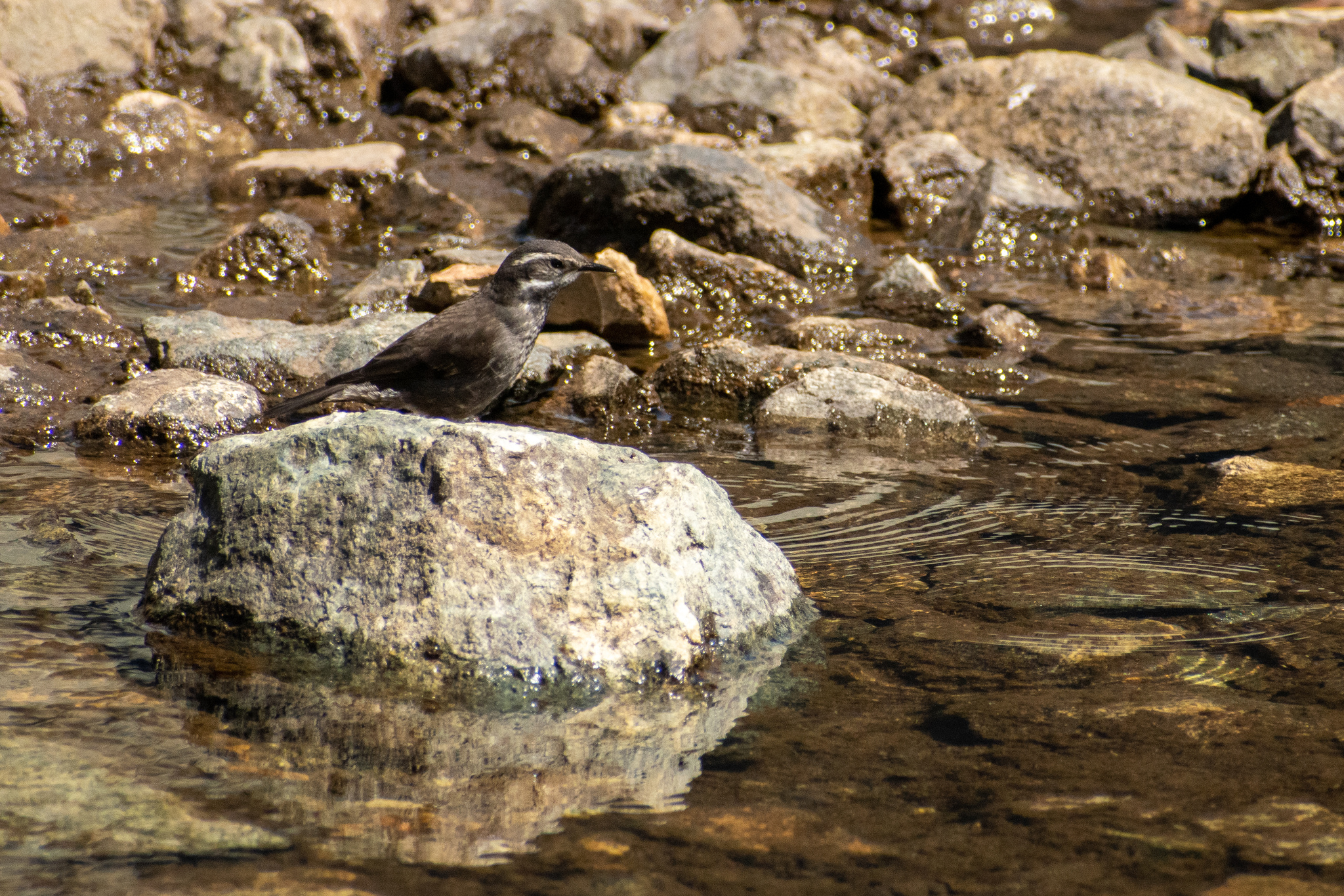 Grey-flanked Cinclodes (Cinclodes oustaleti), photo 3
