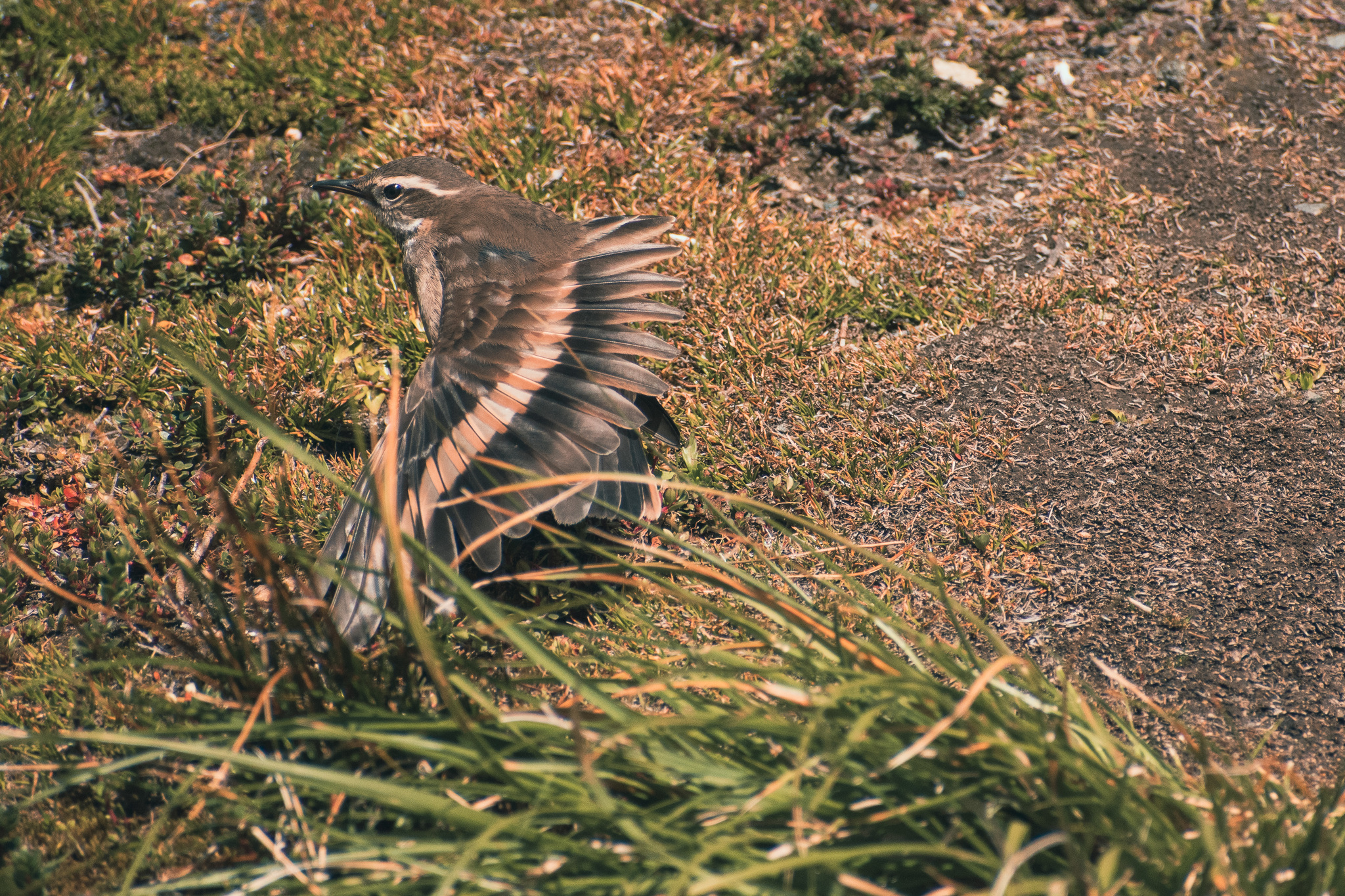 Buff-winged Cinclodes (Cinclodes fuscus), photo 7