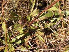 Helenium brevifolium
