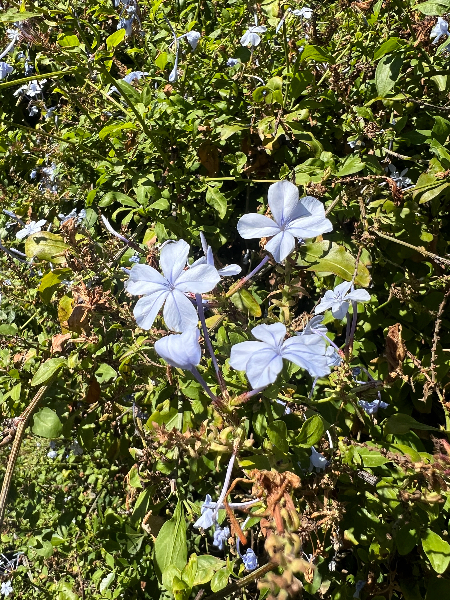 Blue Plumbago (Plumbago auriculata)