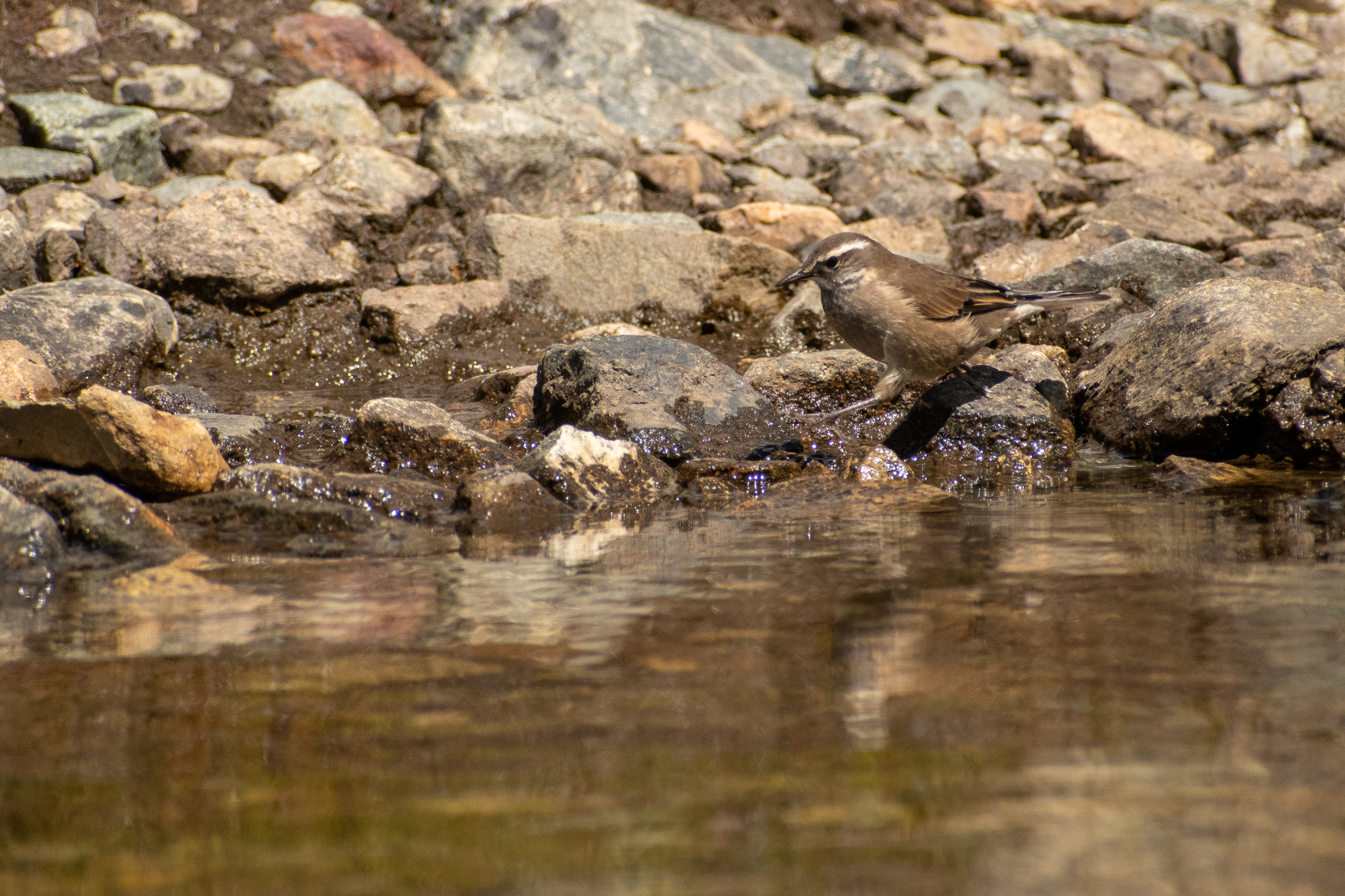 Buff-winged Cinclodes (Cinclodes fuscus), photo 8