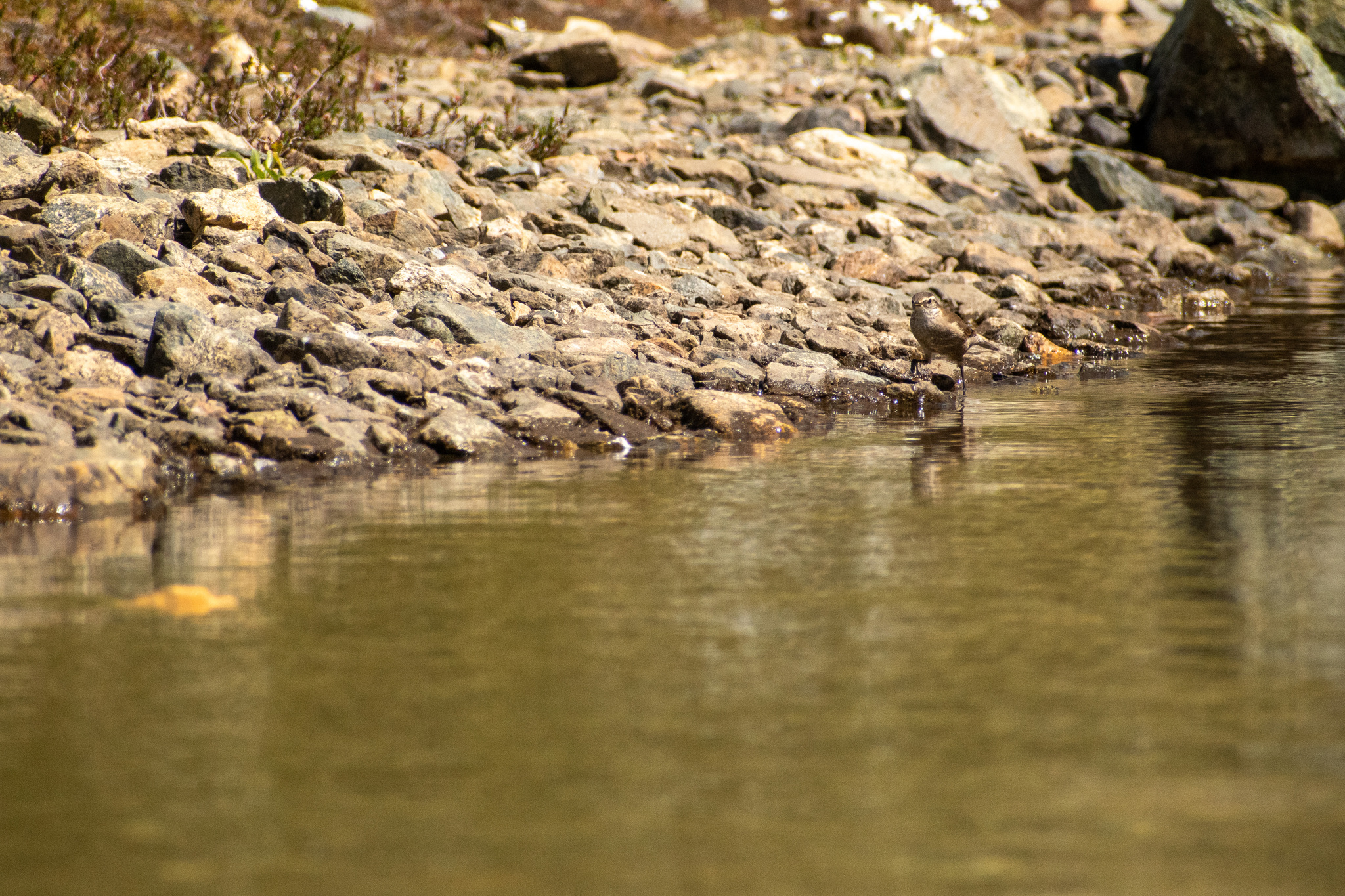 Buff-winged Cinclodes (Cinclodes fuscus), photo 9