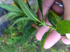 Chondrocera laticornis