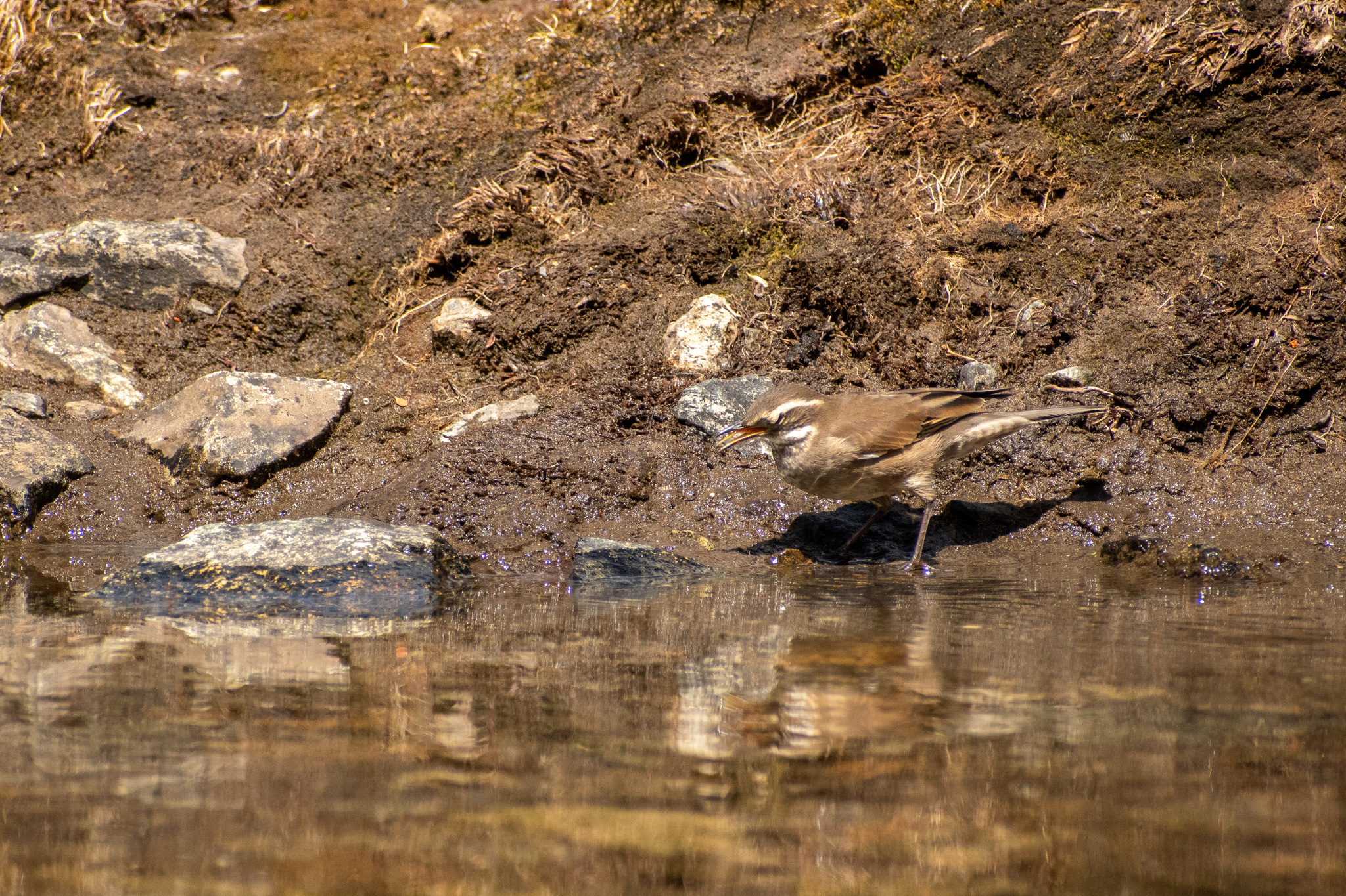 Buff-winged Cinclodes (Cinclodes fuscus), photo 10