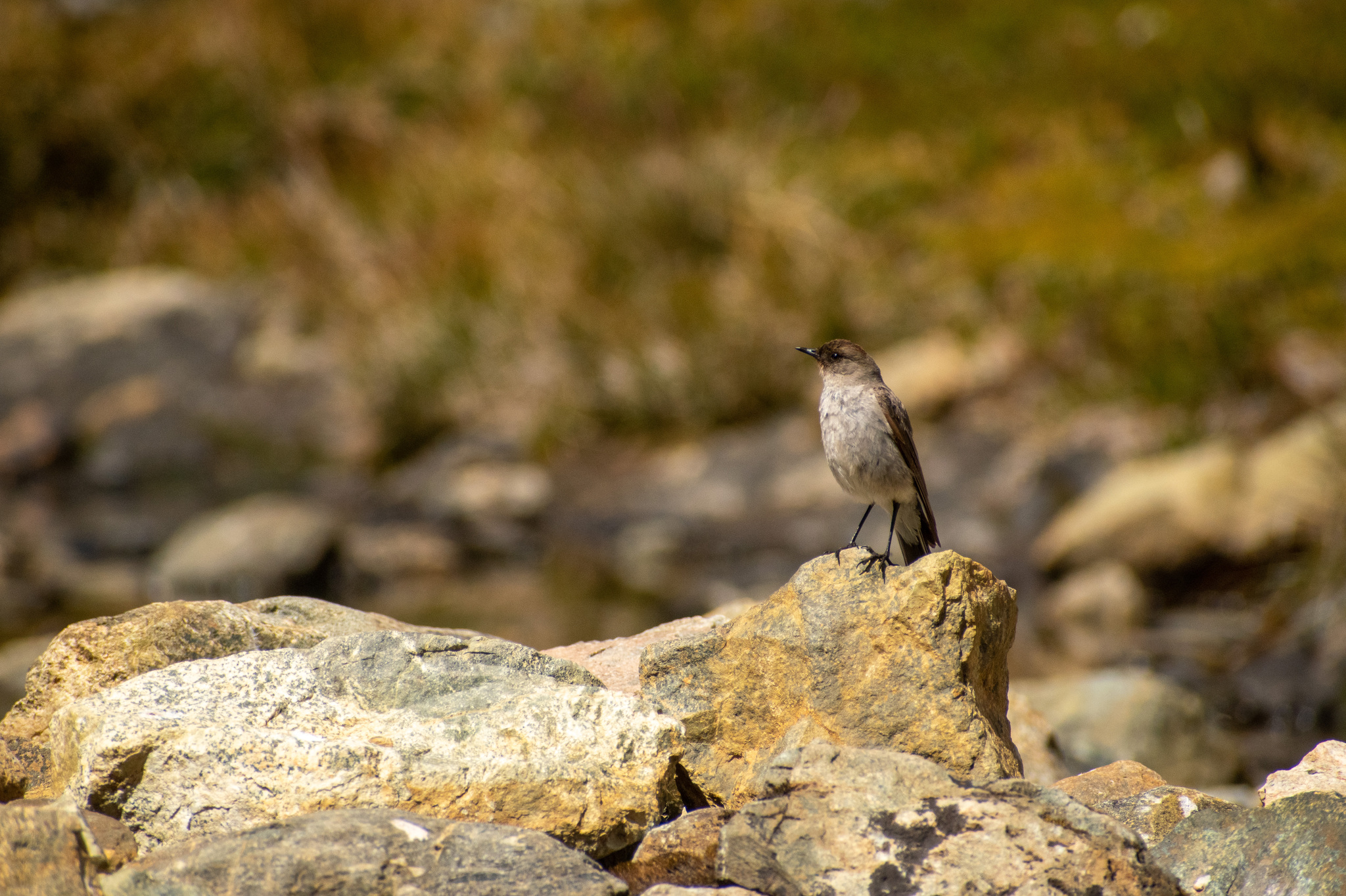 Dark-faced Ground Tyrant (Muscisaxicola maclovianus), photo 8