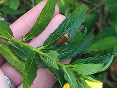 Chondrocera laticornis