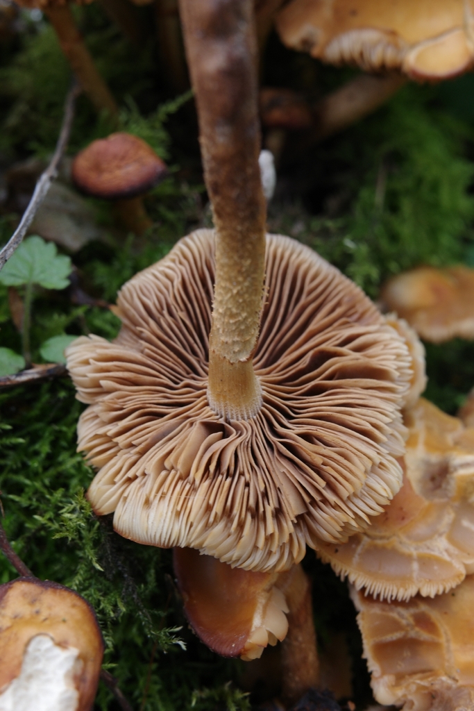 Kuehneromyces mutabilis · March 2026 · photo: © vincent_b (iNaturalist, cc-by)