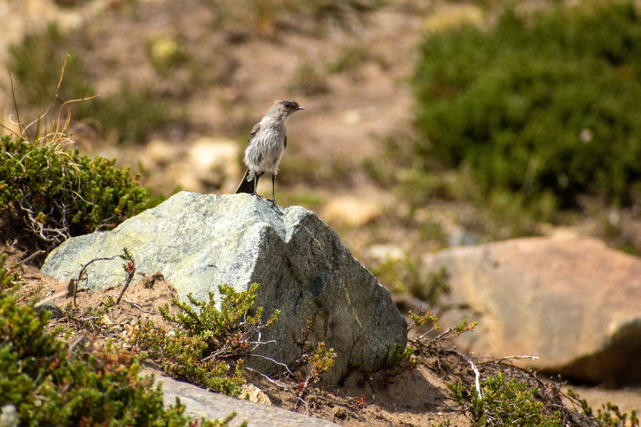 Dark-faced Ground Tyrant (Muscisaxicola maclovianus), photo 10
