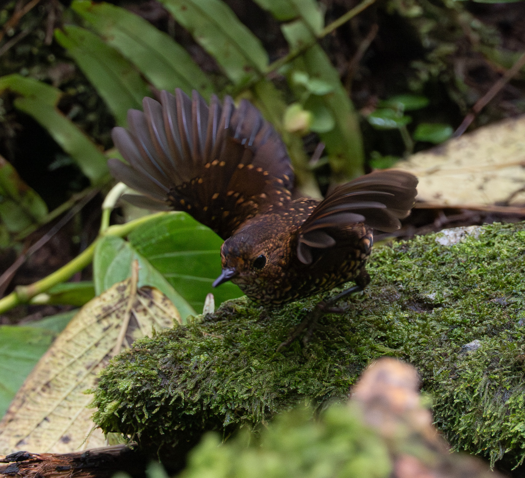 Pygmy Cupwing (Pnoepyga pusilla), photo 2