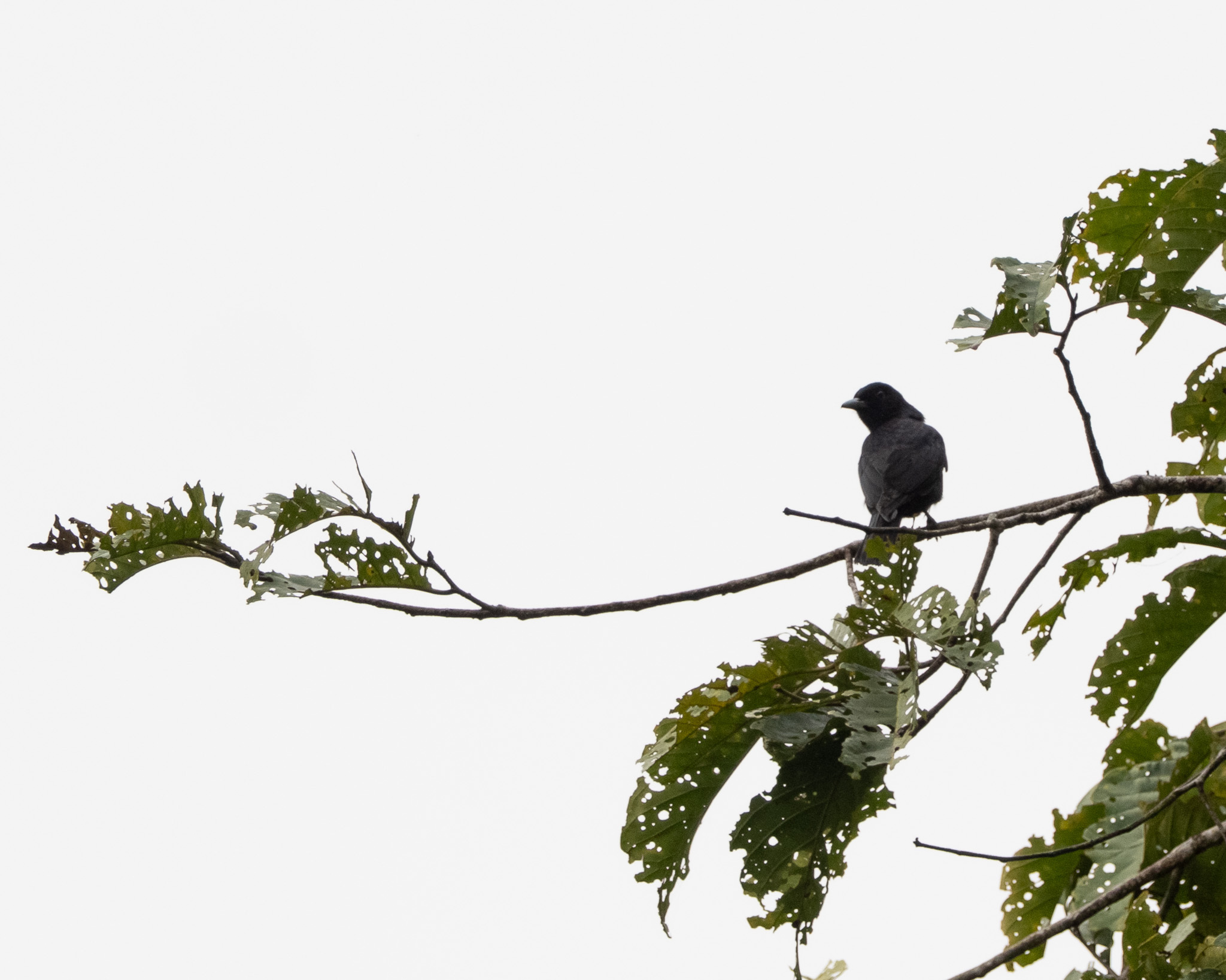 Javan Oriole (Oriolus cruentus), photo 6