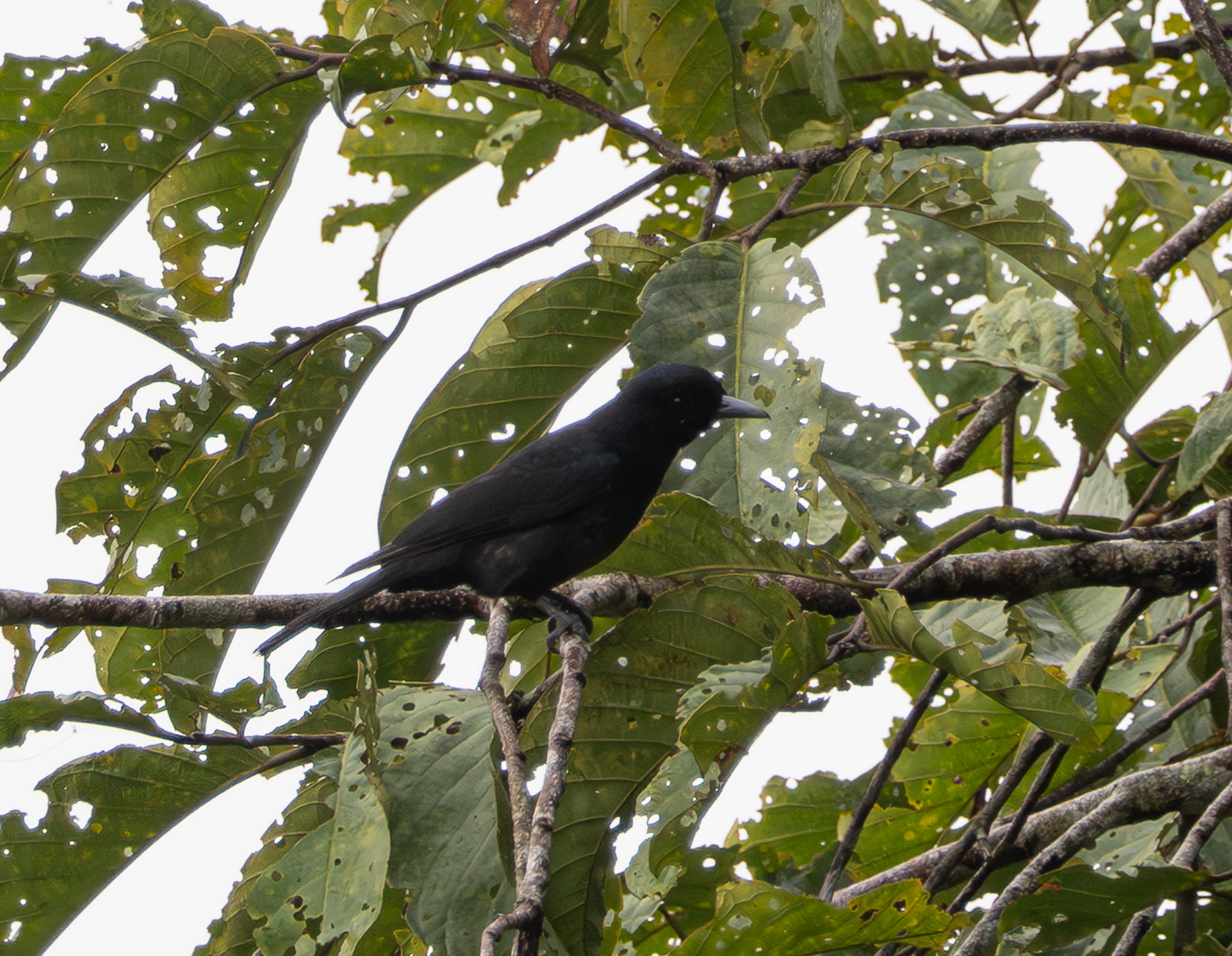Javan Oriole (Oriolus cruentus), photo 5