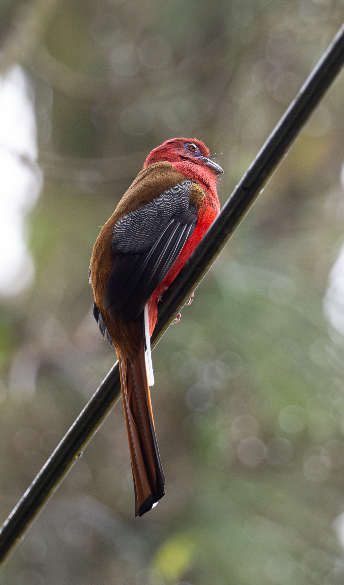Red-headed Trogon (Harpactes erythrocephalus), photo 8