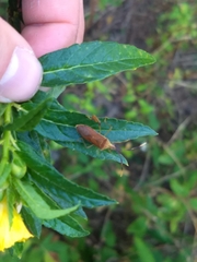 Chondrocera laticornis