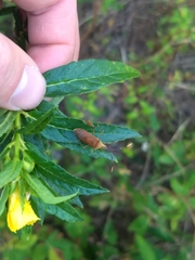 Chondrocera laticornis