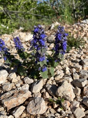 Bugleweed (Ajuga)