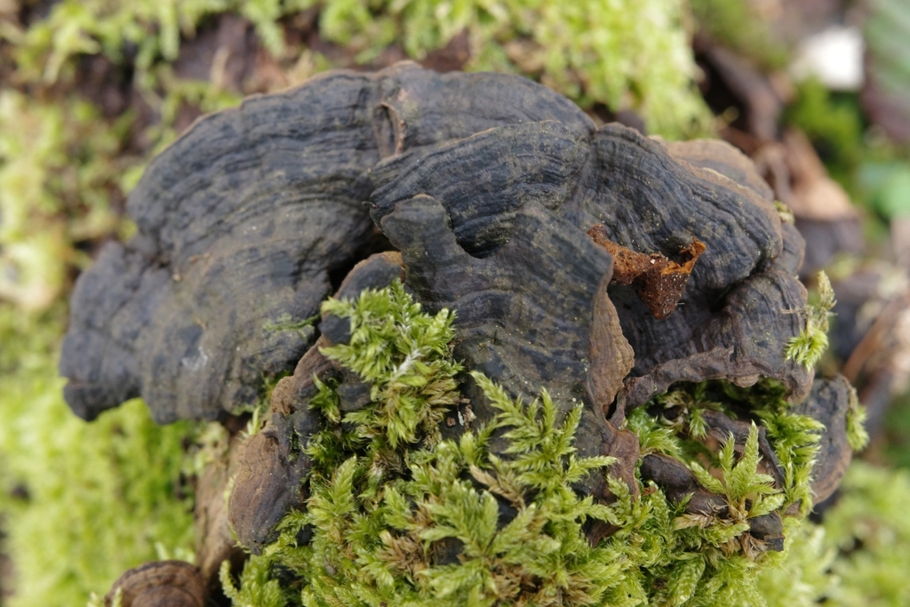 Hymenochaete rubiginosa · March 2026 · photo: © vincent_b (iNaturalist, cc-by)