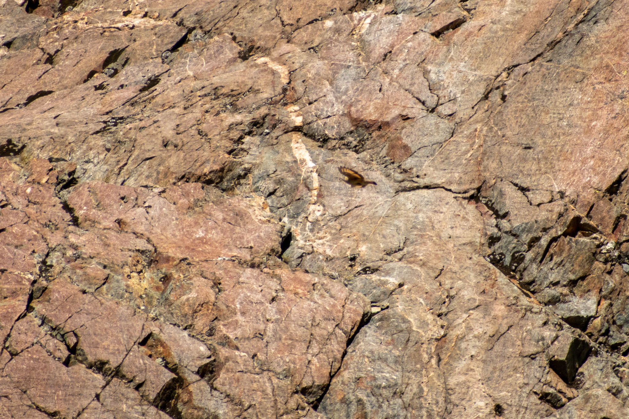 Rufous-banded Miner (Geositta rufipennis), photo 7