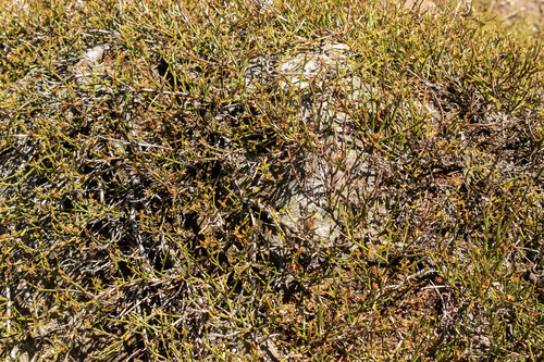 Discaria chacaye, photograph 2