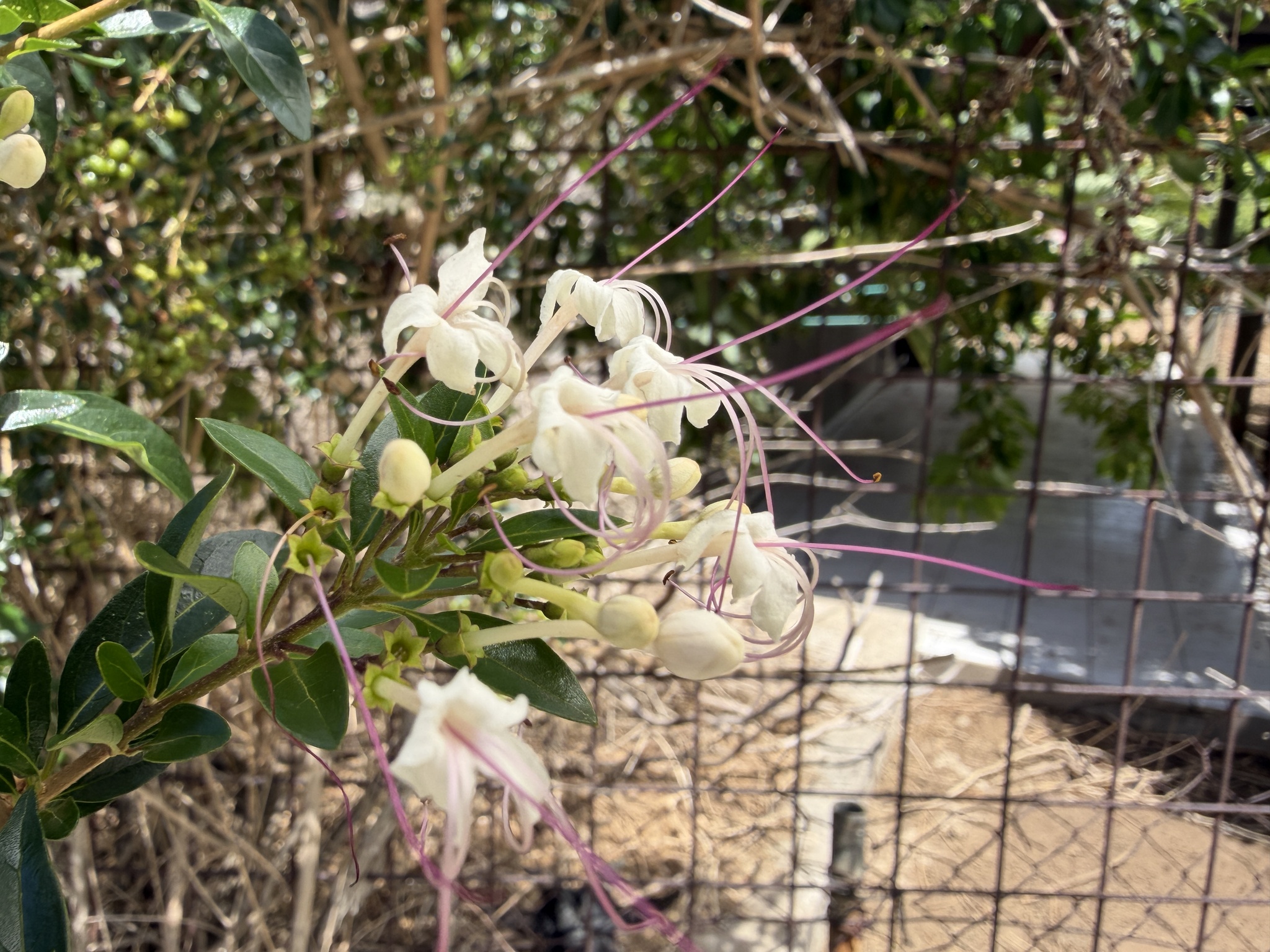 Volkameria Aculeata (Volkameria aculeata)